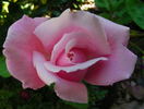 Shunpo rose photo