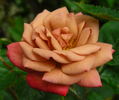 Chipmunk rose photo