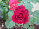 Anneliese rose photo