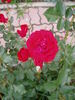 Stromboli rose photo