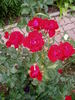 Stromboli rose photo