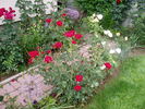Stromboli rose photo