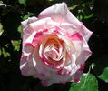 Zebra rose photo