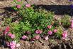 Pink Carpet ™ rose photo