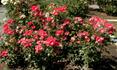Scarlet Pearl rose photo
