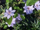 Marcel Moser clematis photo