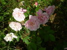Ornement des Bosquets rose photo