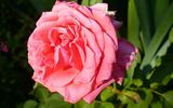 Pink Freedom rose photo