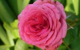 Pink Freedom rose photo