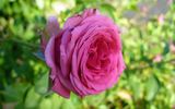 Pink Freedom rose photo