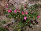 Pink Carpet ™ rose photo