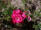 Pink Carpet ™ rose photo