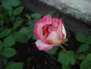 Jaltinskij Suvenir rose photo