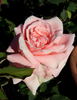 Enzo Fumagalli rose photo