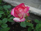 Jaltinskij Suvenir rose photo