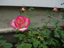 Jaltinskij Suvenir rose photo