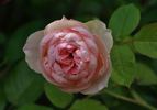 Pierre Bonnard ® rose photo