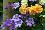 Ashva clematis photo