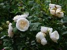 Greenland™ Love Forever® rose photo
