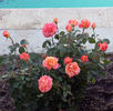 Tangerine Streams rose photo