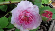 Gilda rose photo