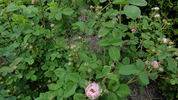 Gilda rose photo