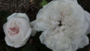 Comtesse de Lacépède rose photo