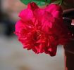 Général Berthelot rose photo
