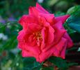 Général Berthelot rose photo