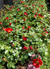 Robin Red Breast rose photo