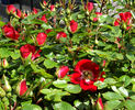 Robin Red Breast rose photo