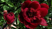 Hari-Ai-Nin peony photo