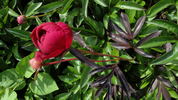 Hari-Ai-Nin peony photo