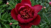 Hari-Ai-Nin peony photo