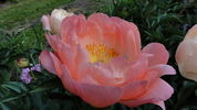 Coral Sunset peony photo