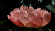Coral Sunset peony photo
