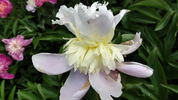 Butter Bowl peony photo