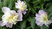 Butter Bowl peony photo