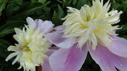 Butter Bowl peony photo