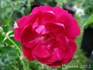 Pierre Cormier rose photo