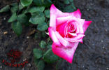 Gräfin Sonja ™ rose photo