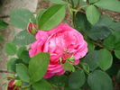 Madame Clémence Joigneaux rose photo