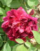 Directeur Alphand rose photo