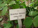 Directeur Alphand rose photo
