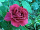 Bolero rose photo