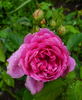 Primerose Sistau rose photo