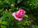Primerose Sistau rose photo