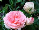 Jet Set rose photo