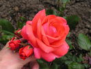Piccolo ® rose photo