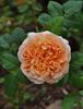 Apricot Impressionist ™ rose photo